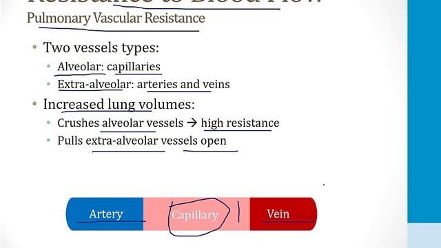 Лёгкие USMLE - 1. Эмбриология, анатомия и физиология - 5.Лёгочное кровообращение