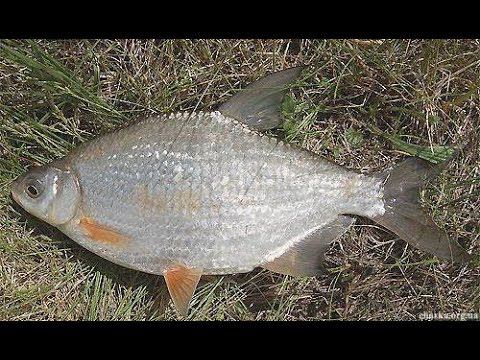 НАДУБАСИЛ 15 КИЛОГРАММ КАБАНСКОЙ ГУСТЕРЫ| ЛОВЛЯ ГУСТЕРЫ ВЕСНОЙ|НЕРЕСТ ГУСТЕРЫ. смотреть онлайн