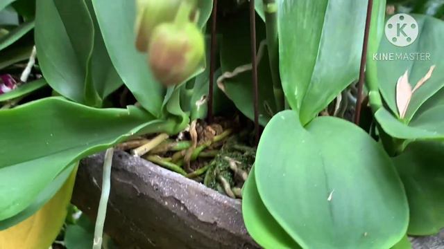 Орхидеи в дикой природе 😝🌿😍 #обзорорхидей #phal #сортаорхидей #орхомания