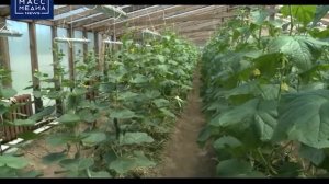 ЯПОНЦЫ ХОТЯТ ПОСТРОИТЬ ТЕПЛИЦЫ НА КАМЧАТКЕ