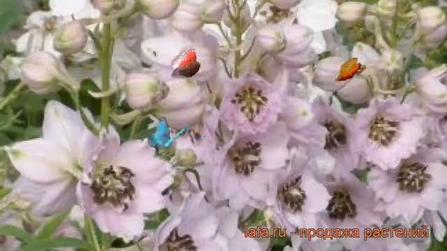 Дельфиниум высокий Скай Сенсейшн ? обзор: как сажать, саженцы дельфиниума Скай Сенсейшн смотреть онлайн