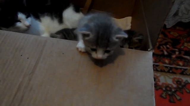 Котенок играется смотреть онлайн