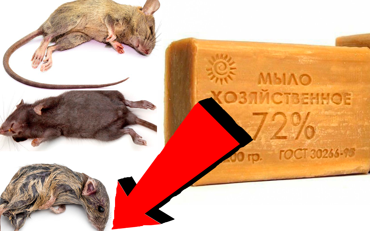 Как быстро избавиться от мышей