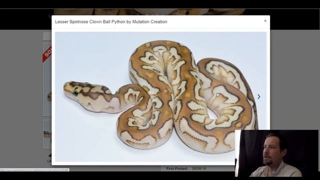 Spotnose Ball Python Morph Combos | Jack's Reptiles