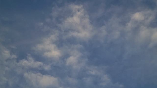 Немножко стресса | Бакинские бойные мраморные голуби 2022 | bakı göyərçinləri | Higflyer pigeons смотреть онлайн