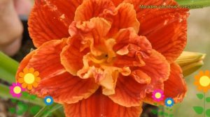 Лилейник гибридный Паприка Флэйм. Краткий обзор, описание hemerocallis hybrida Paprika Flame