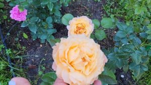 Розы Хансештадт Росток, Элоди Госсюэн,блю бой, Одасьёз 21.        г Владимир 30 июля