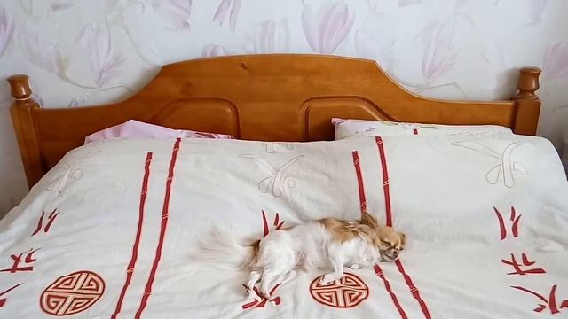 День из жизни чихуахуа Маргаритки