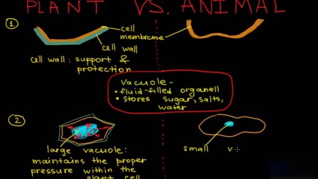 Animal cell vs Plant cell (Животная клетка vs Растительная клетка) смотреть онлайн