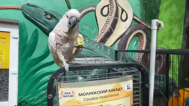 Друзья, мы почти У ЦЕЛИ! Не упустите свой ШАНС! смотреть онлайн