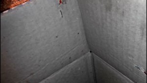 РАСТИМ ВМЕСТЕ... МУЛАРДОВ// Ч.2 ПОКУПКА УТЯТ. ЗАПУСКАЕМ В БРУДЕР. ПЕРВЫЕ КОРМЛЕНИЯ