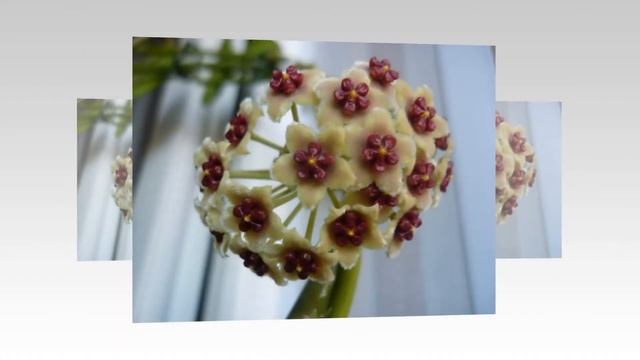 Цветение суккулентов. смотреть онлайн