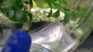 Мальки Золотых рыбок. День первый. Золотые рыбки/ телескоп.