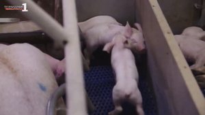 Бруцеллез животных и с чем его едят.