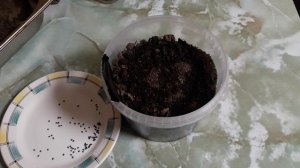 Посадка семян лука шалота Цебруне на головку 16 февраля 2022 @Vse_srazu-Natalochka_Makhaneva