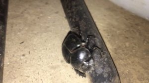 Священный скарабей