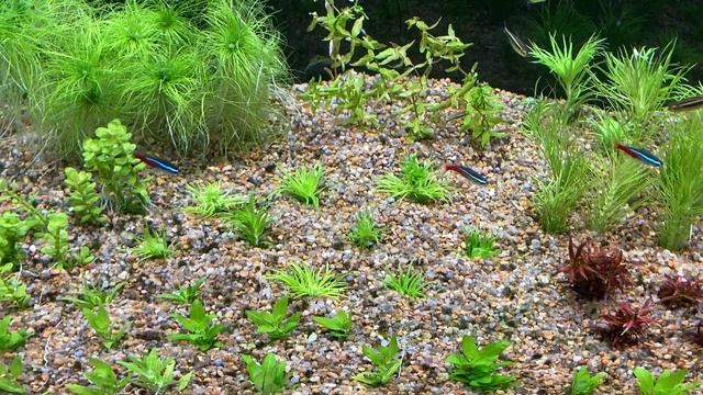 Навожу порядок в аквариуме. смотреть онлайн