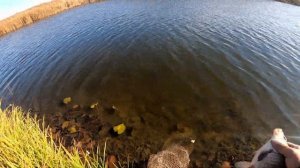 Рыбалка в октябре на донку и маховую удочку.Караси и линь на озере.Астрахань 2021.