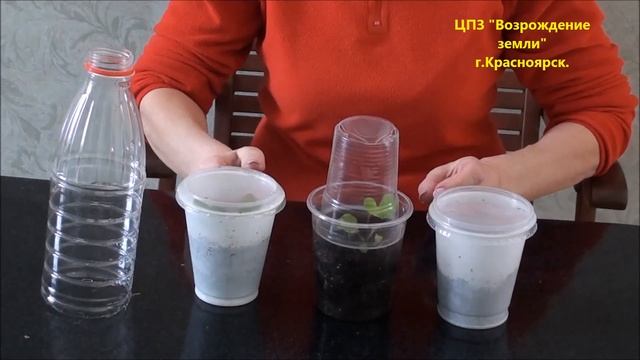Как создать парниковый эффект для рассады?