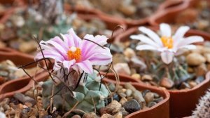 Turbinicarpus schmiedickeanus ssp. rubriflorus (ellisae) flowering