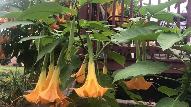 Hoa kèn vàng nở rực rỡ sau nhà | Brugmansia | Angel's trumpets | Delightfully Fragrant смотреть онлайн