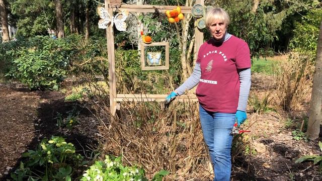 Pruning Hydrangeas смотреть онлайн