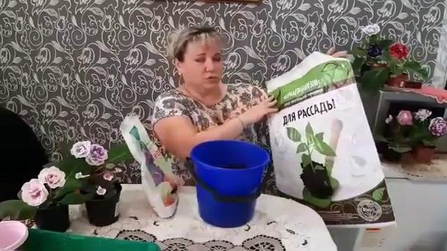 Подкормка глоксиний смотреть онлайн