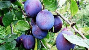 ЧТОБЫ НЕ ОПАДАЛИ СЛИВЫ С ДЕРЕВА - НАДО....