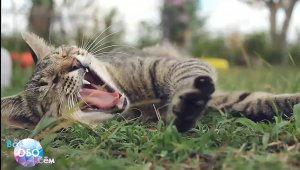 Эмоции и чувства животных