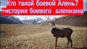 Как определить боевого аленя? И мой личный пример