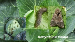 ЭТИ ВРЕДИТЕЛИ СЪЕДЯТ ВЕСЬ ОГОРОД / НАСЕКОМЫЕ ВРЕДИТЕЛИ