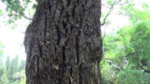 Отдых в Крыму.Алушта 2016.Экскурсия:ласточкино гнездо,Воронцовский дворец,гора АйПетри