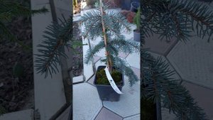 Часть 2, Хвойные из  Wildberries,  Хвойная коллекция,  Магнит.