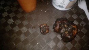 Клубневая бегония для начинающих. Часть 1. посадка.