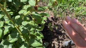 РОЗЫ. БОЛЬШЕ ПРОБЛЕМЫ С РОЗАМИ НА МОЁМ УЧАСТКЕ!!!