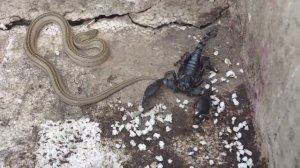 Snake vs Scorpion fighting to death