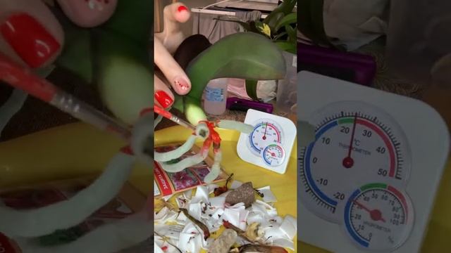 Молчаливая пересадка смотреть онлайн