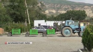 В Магарамкентском районе в разгаре сбор яблок