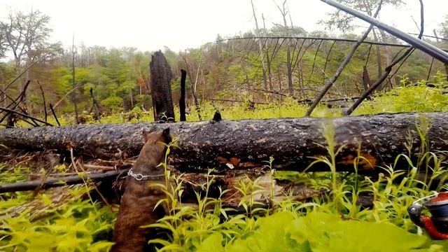Поездка в тайгу. Рыбалка на реке Кема. смотреть онлайн
