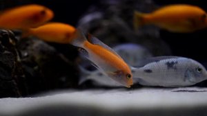 Песок из строительного магазина для аквариума цихлидника !?