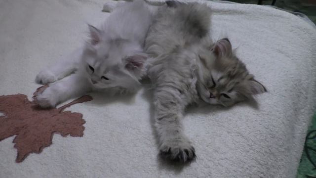 Котята и Кося сладко спят смотреть онлайн