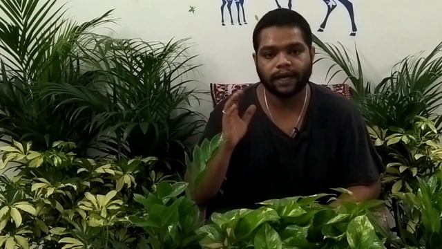 INDOOR PLANTS monsoon care and 5 HARD TO KILL indoor plants