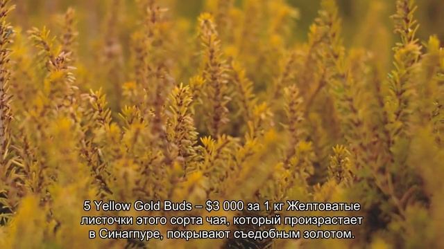 Топ 10 Самых дорогих сортов чая