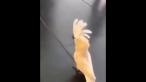 Попугай белый какаду бегает и лает как собака