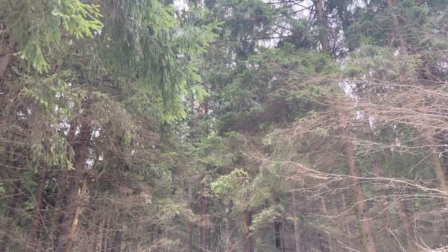 Видео из леса . Делюсь своей мечтой . Поздравляю с началом весны