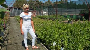 Живые изгороди: Форзиция (Forsythia)