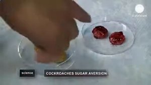Чем_опасны_тараканы_и_как_избавиться_быстро_от_ тараканов