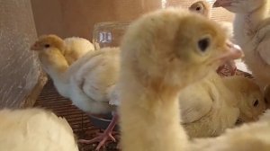Индюшата бройлерные в 8 дней
