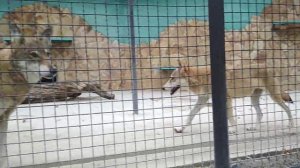 Волчья Песня .Парк львов тайган