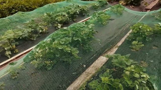 Птицам - нет ! смотреть онлайн